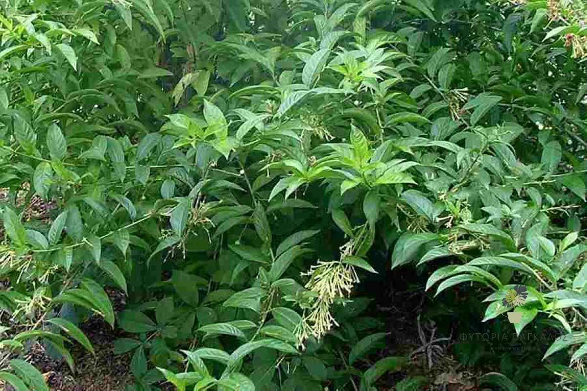 ΝΥΧΤΟΛΟΥΛΟΥΔΟ – Cestrum nocturnum - 1